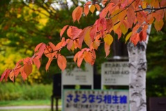 廃駅の紅葉