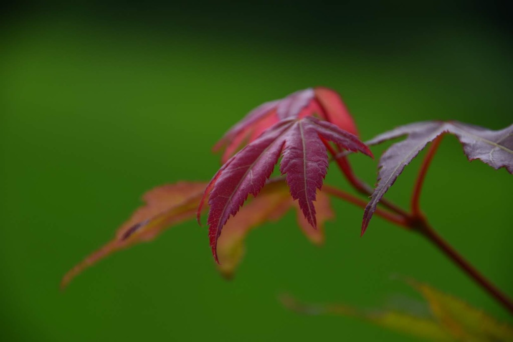 紅葉