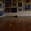 美術館の猫