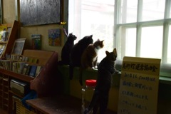 美術館の猫 1