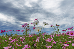 秋桜
