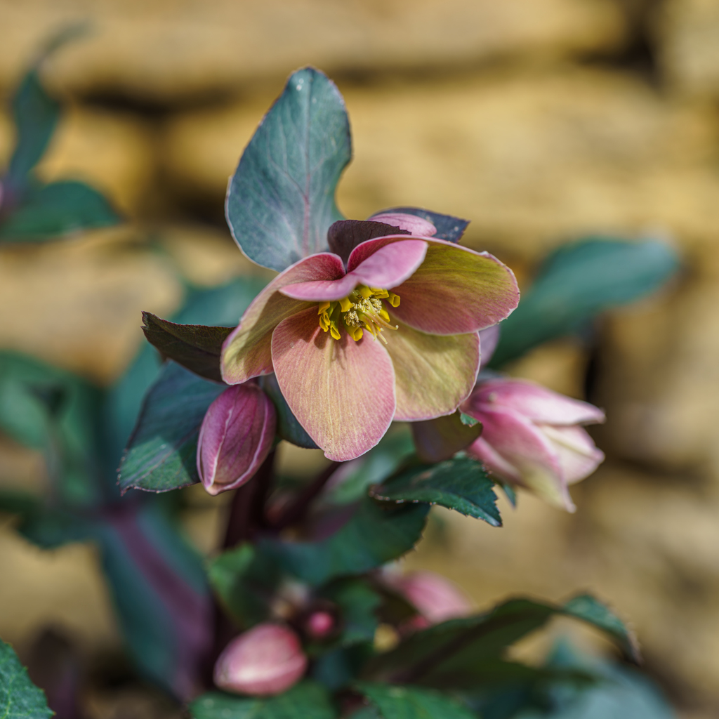 クリスマスローズ