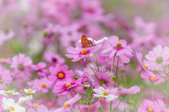 秋桜と褄黒豹紋