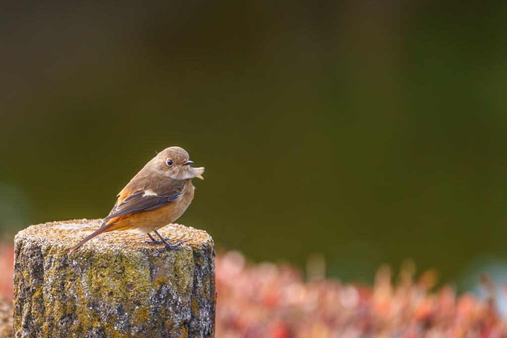えりまきジョビ子ちゃん