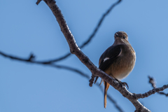 ふっくらジョビ子