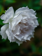 薔薇