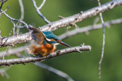 カワセミちゃん