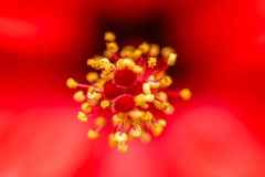 蕊