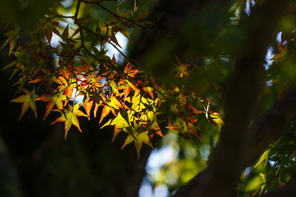 紅葉してゆく様を