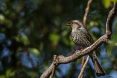 ヒヨドリのパックン！（笑）