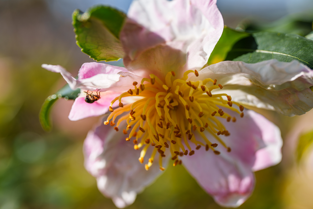 複眼にMFでフォーカスo(^_-)O