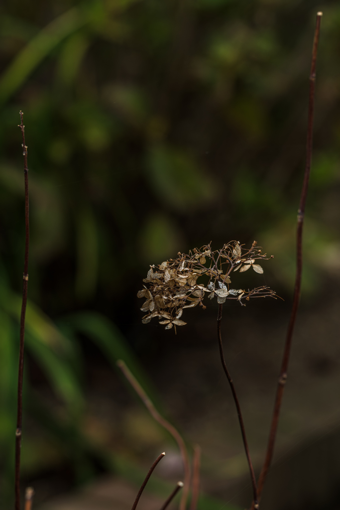 紫陽花