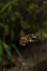 紫陽花