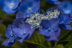 紫陽花