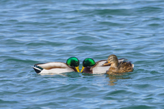 私のためにやめて！