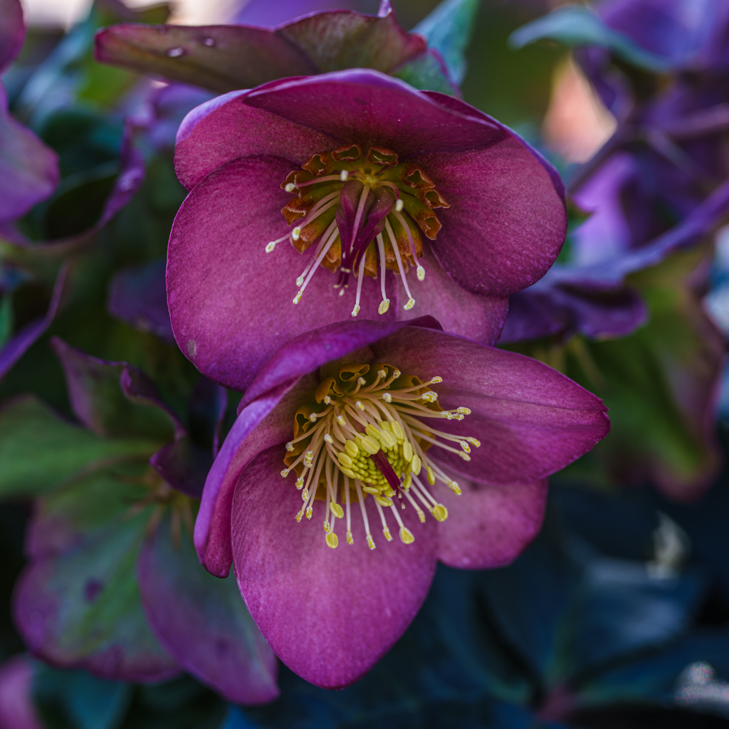 クリスマスローズ