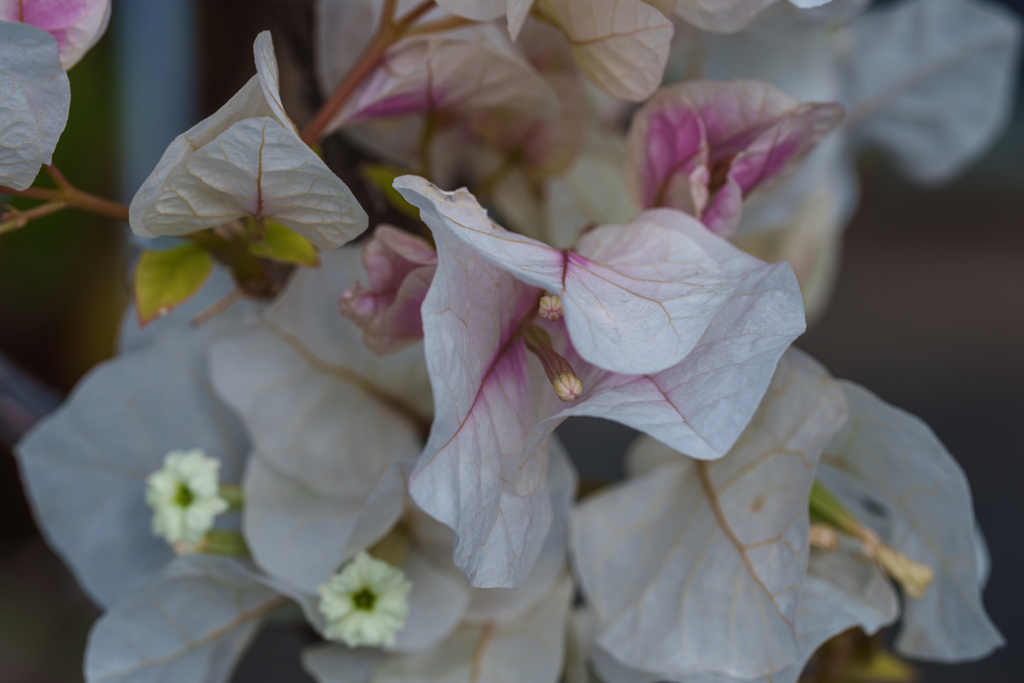 ブーゲンビリア