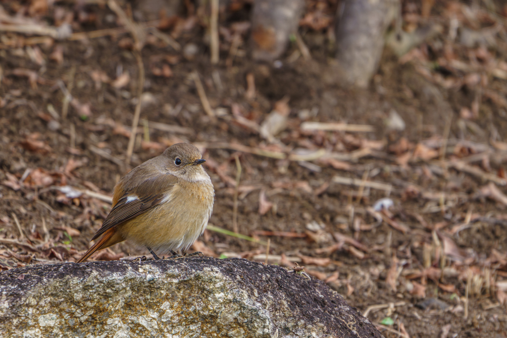 ふっくらジョビ子