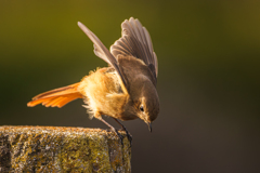 ジョビ子ちゃん