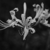 彼岸花