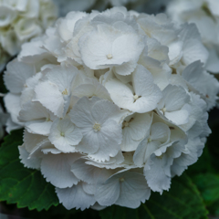 紫陽花