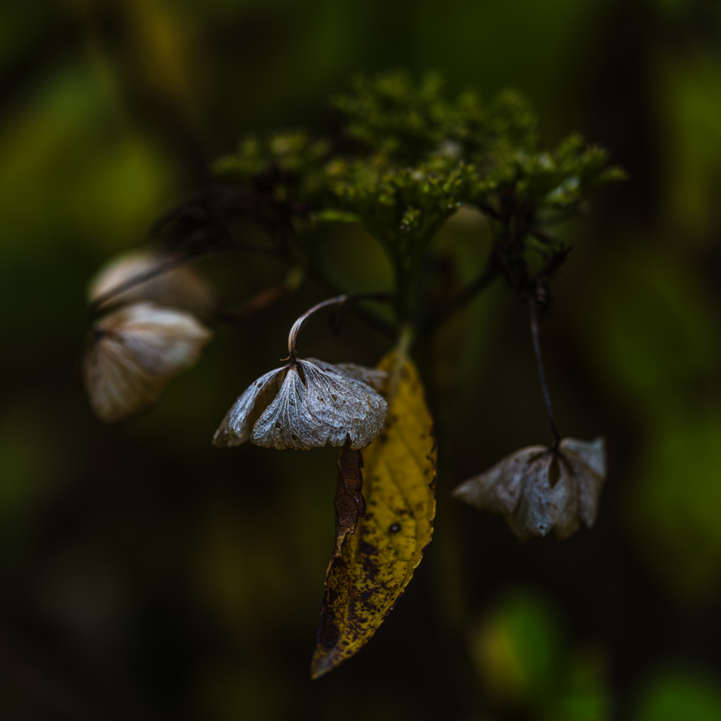 枯れても紫陽花