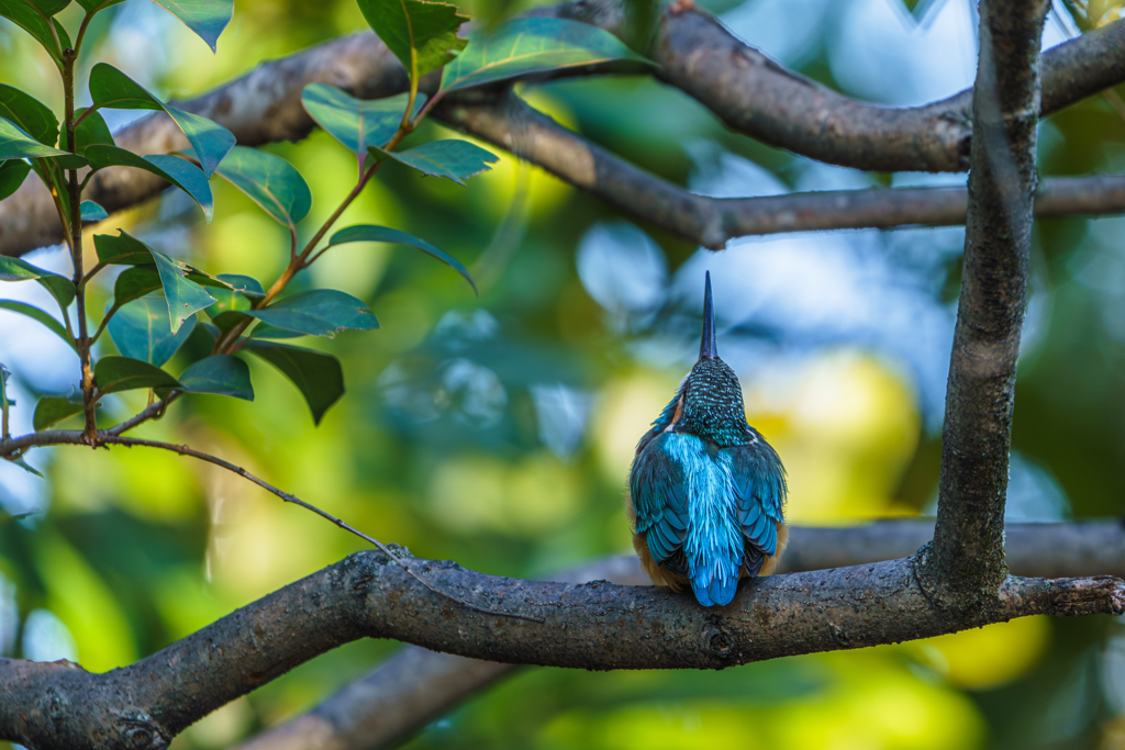 カワセミブルー