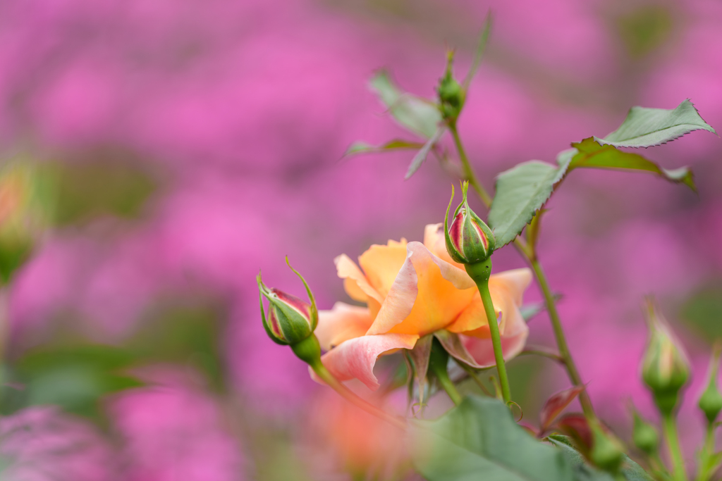 薔薇