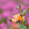 薔薇