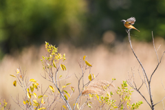 ジョビ君が遠くに居た
