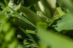 マクロレンズ！Nikon的には違う名称で面白い！