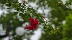 薔薇
