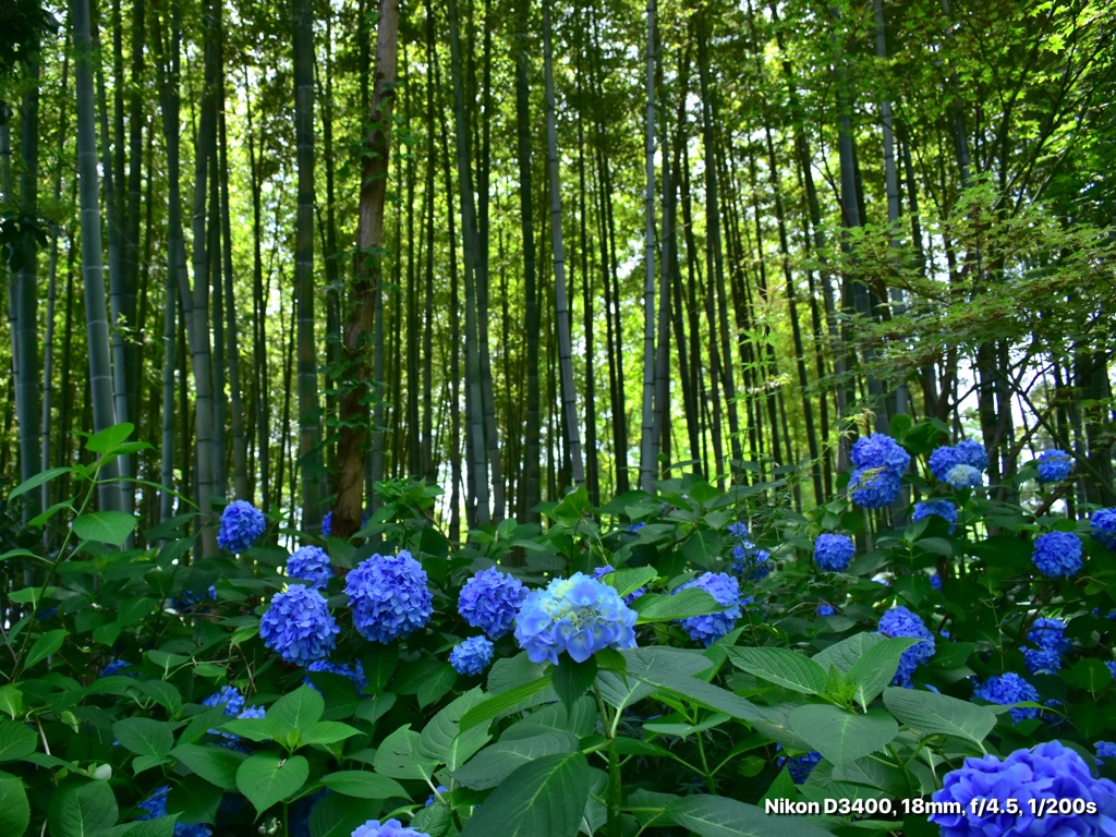 竹林と紫陽花