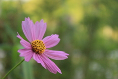 秋桜