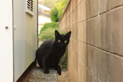 黒猫