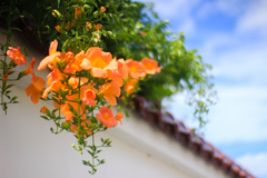 夏
