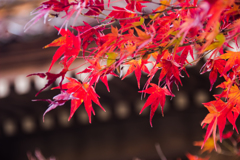 紅葉②