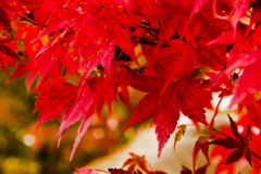 紅葉