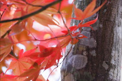 紅葉
