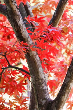 紅葉