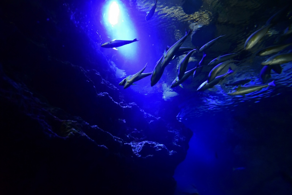 京都水族館