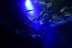 京都水族館