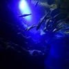 京都水族館