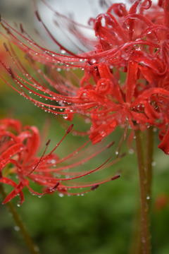 雨上がりの彼岸花