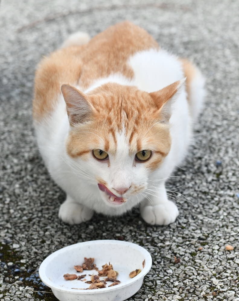 野良猫ちゃん