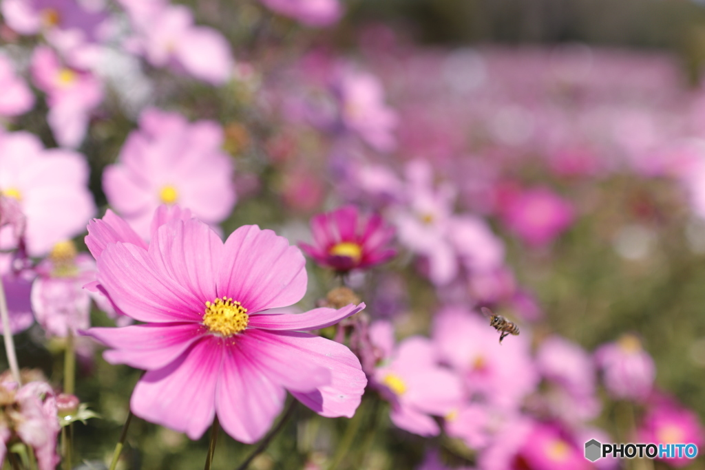 秋桜と蜜蜂