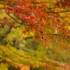 紅葉　色づき始め