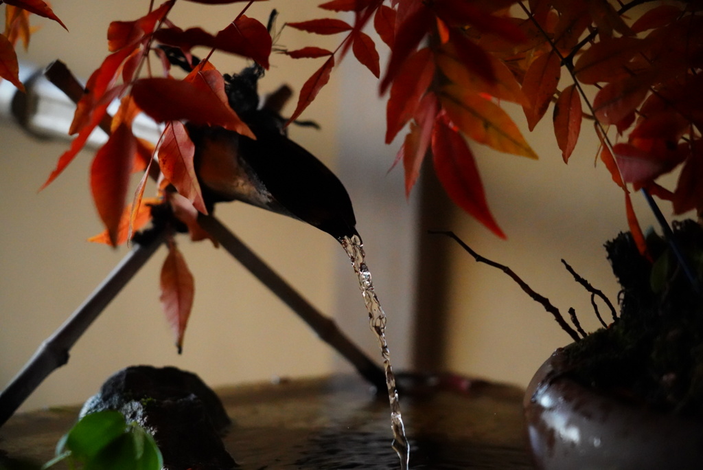 紅葉と水の流れ