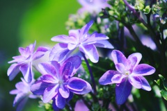 紫陽花
