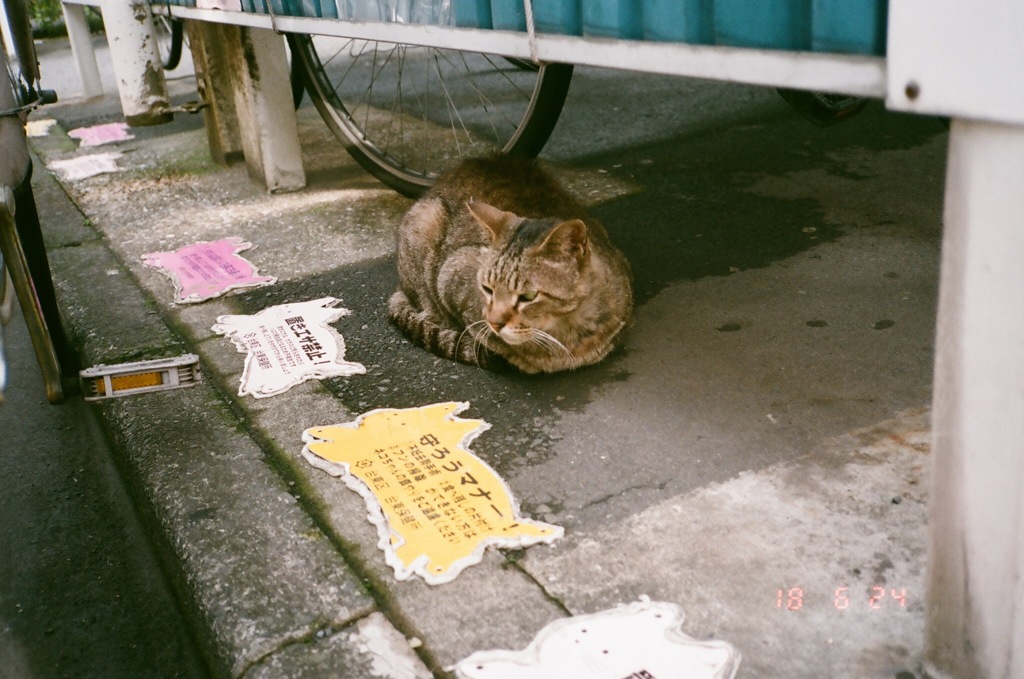 老猫